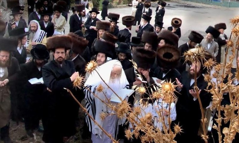 תיעוד מיוחד מצפת: המקובל ערך 'קבלת שבת בשדה' כמנהג האר"י
