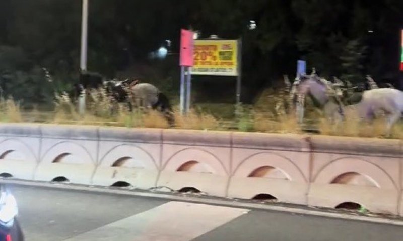 צפו: סוסים שנמלטו מאימון צבאי דהרו ברחובות רומא