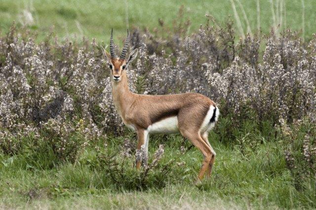 אורי פרו רשות הטבע והגנים