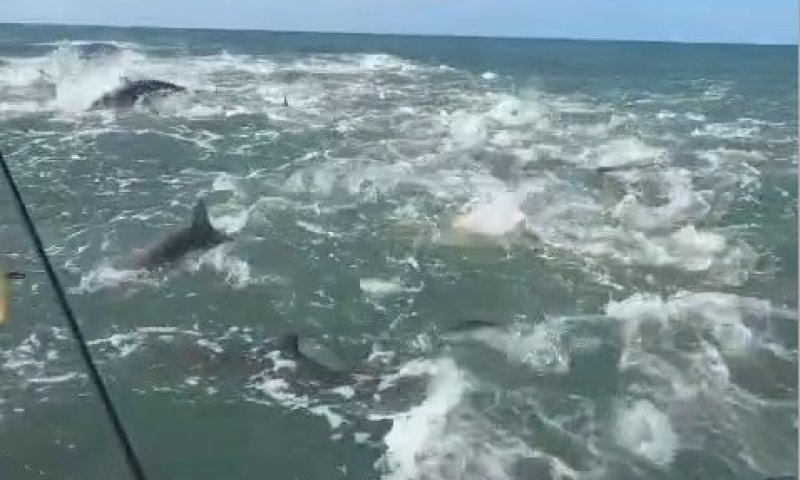 תיעוד דרמטי: דייג בצפון קרוליינה נקלע ללב "טירוף האכלה" של כרישים - "תוציאו אותי מכאן!"