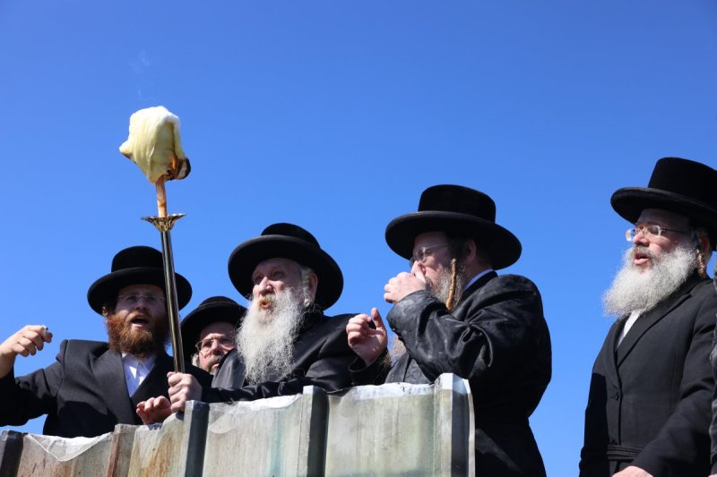 דוד כהן