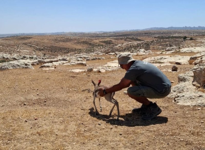 רועי גלעד, רשות הטבע והגנים