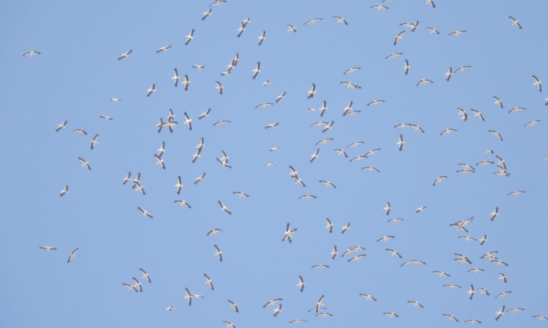 אלפי חסידות בשמי המרכז: מסע הנדידה הגדול יצא לדרך