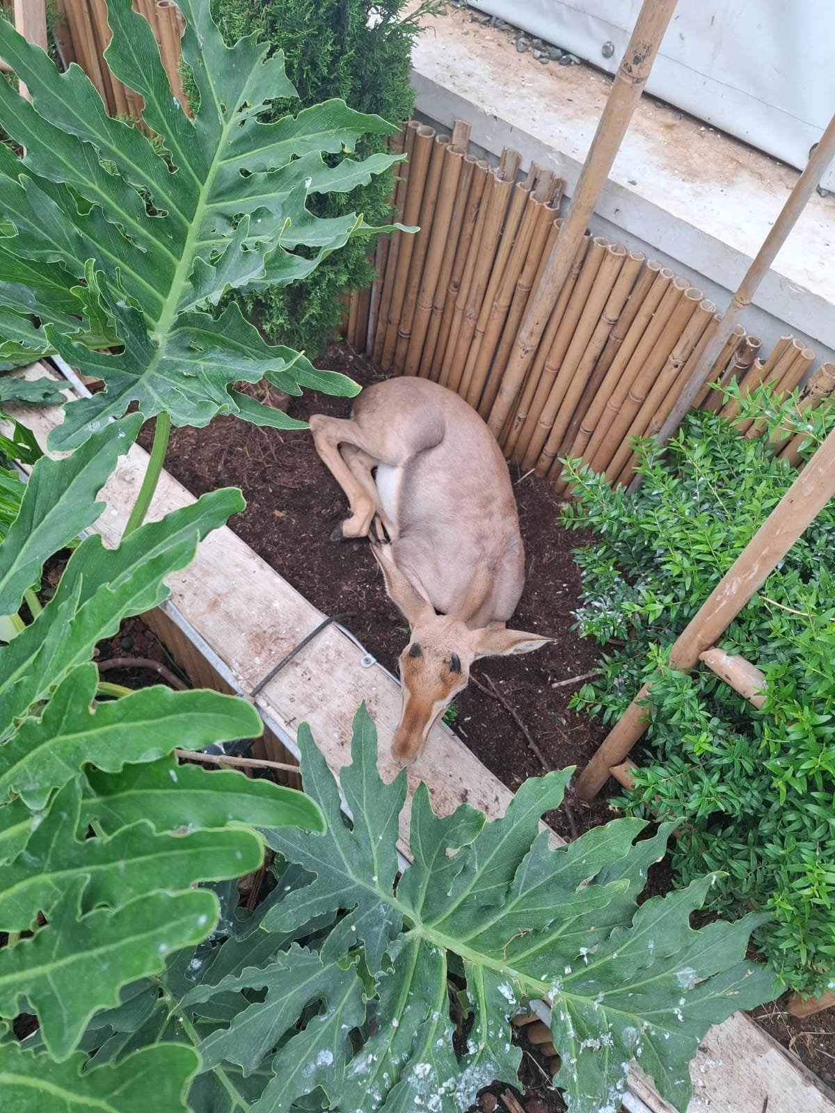 רועי רבין, רשות הטבע והגנים