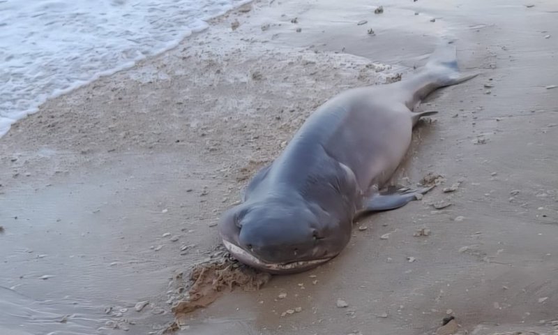 לראשונה מאז 2012: כריש ממין נדיר נראה בנתניה ונעלם חזרה לים