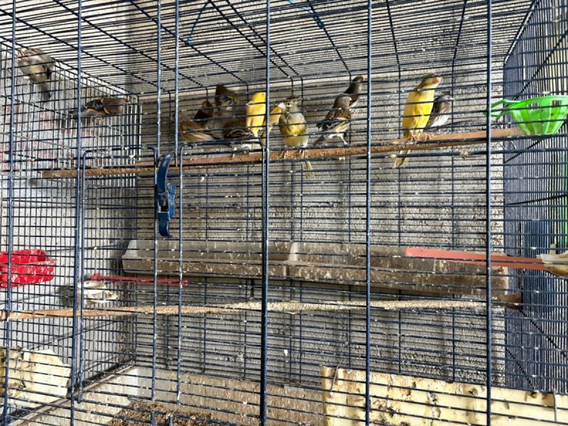 דוברות המשטרה