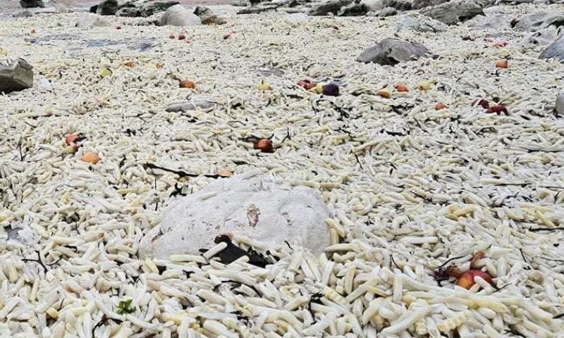 &ldquo;לא נתפס&rdquo;: חוף בבריטניה כוסה בצ&rsquo;יפס בגובה מעל חצי מטר