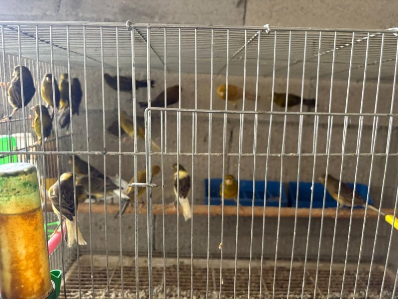 דוברות המשטרה