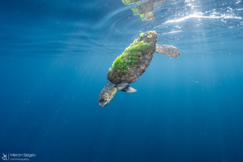 מירון שגב מתנדב רשות הטבע והגנים