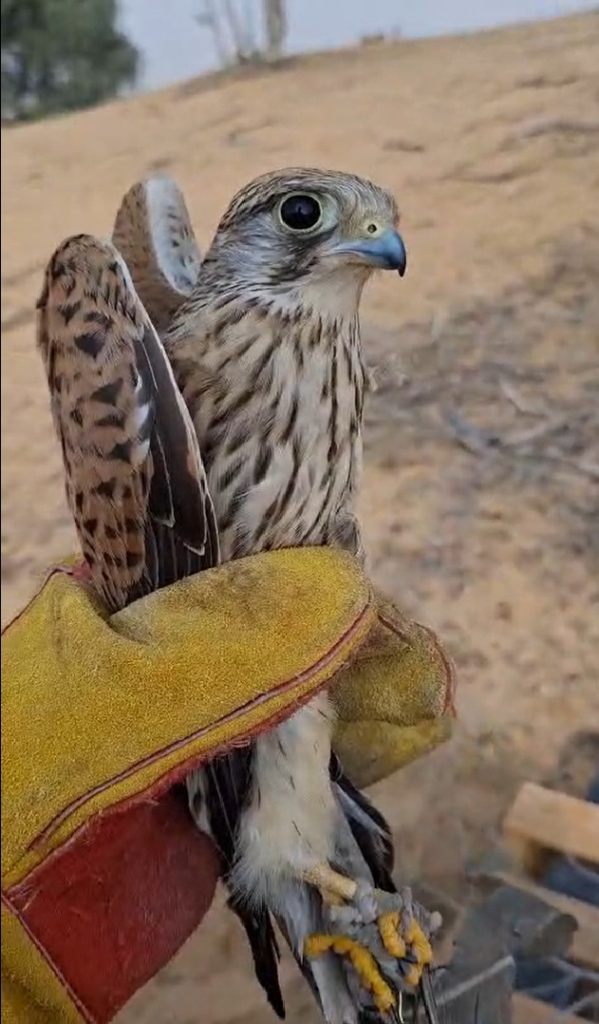 מידד גורן, החברה להגנת הטבע