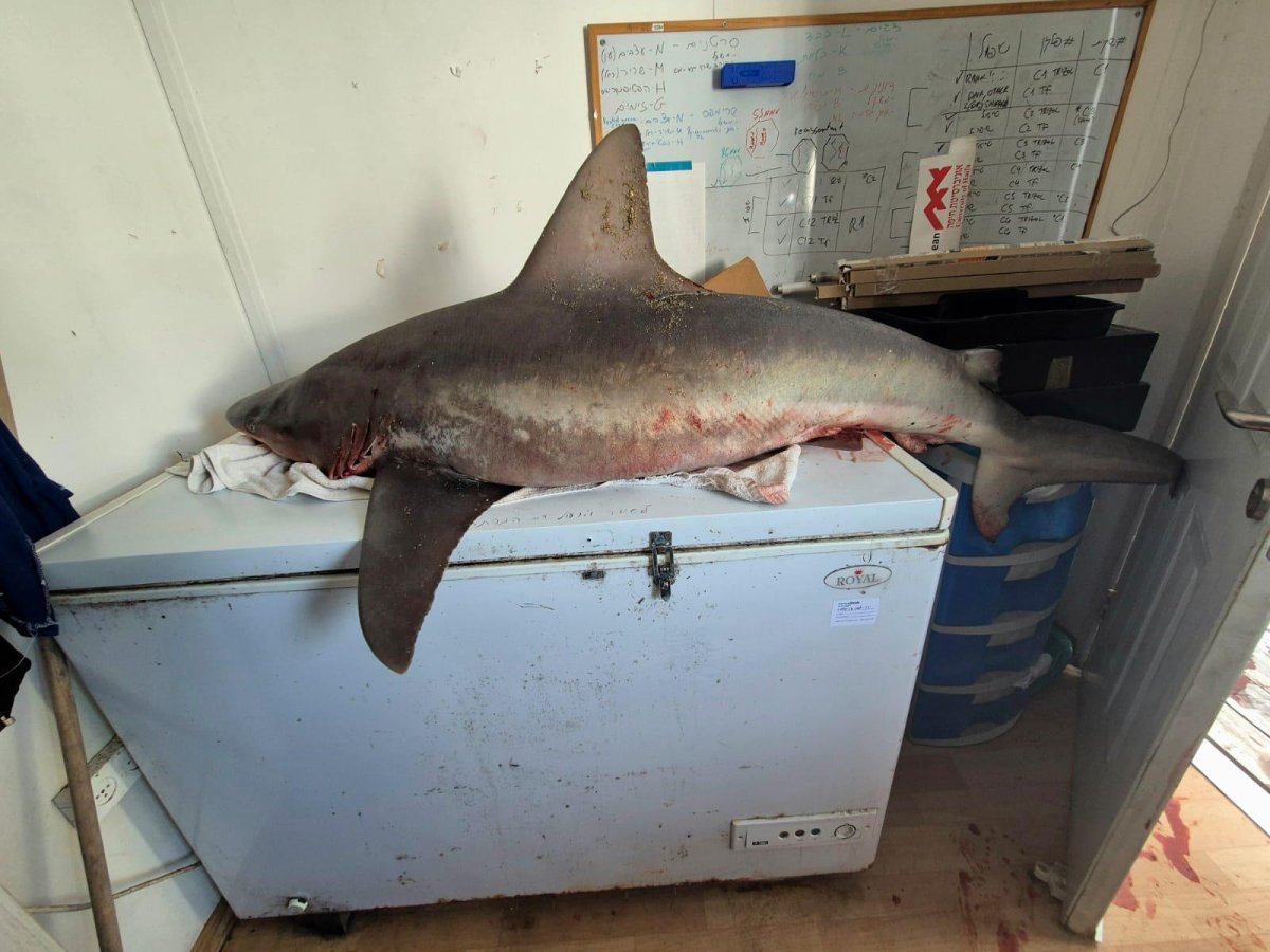 איליה בסקין רט"ג