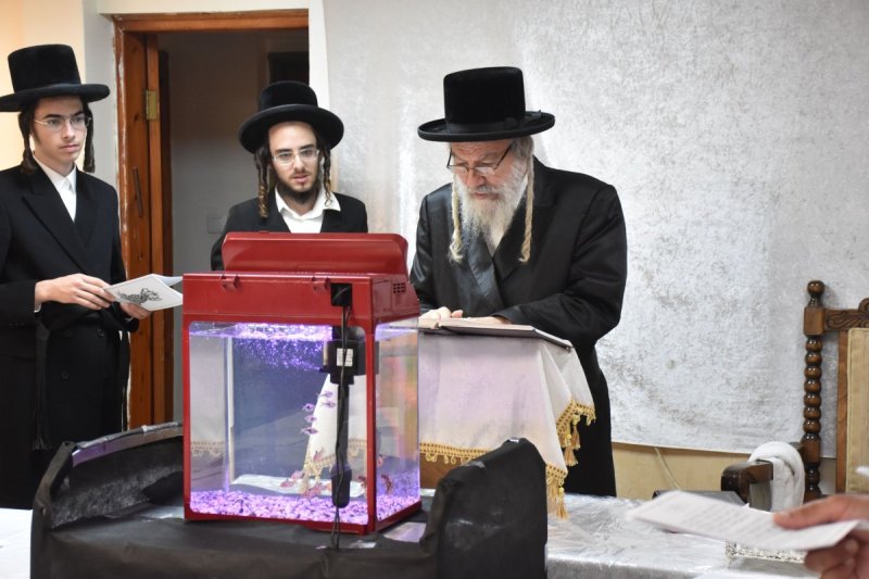 יהודה פרקוביץ