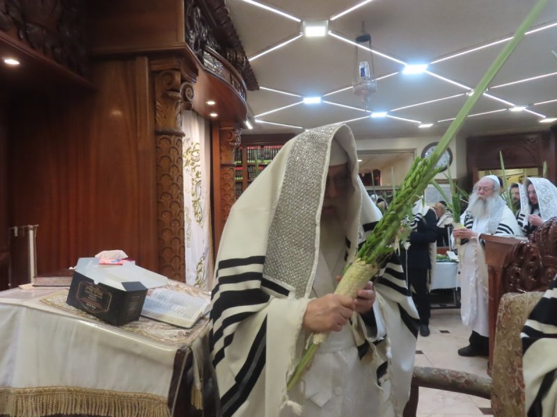 שלומי טריכטר