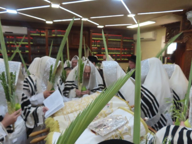 שלומי טריכטר