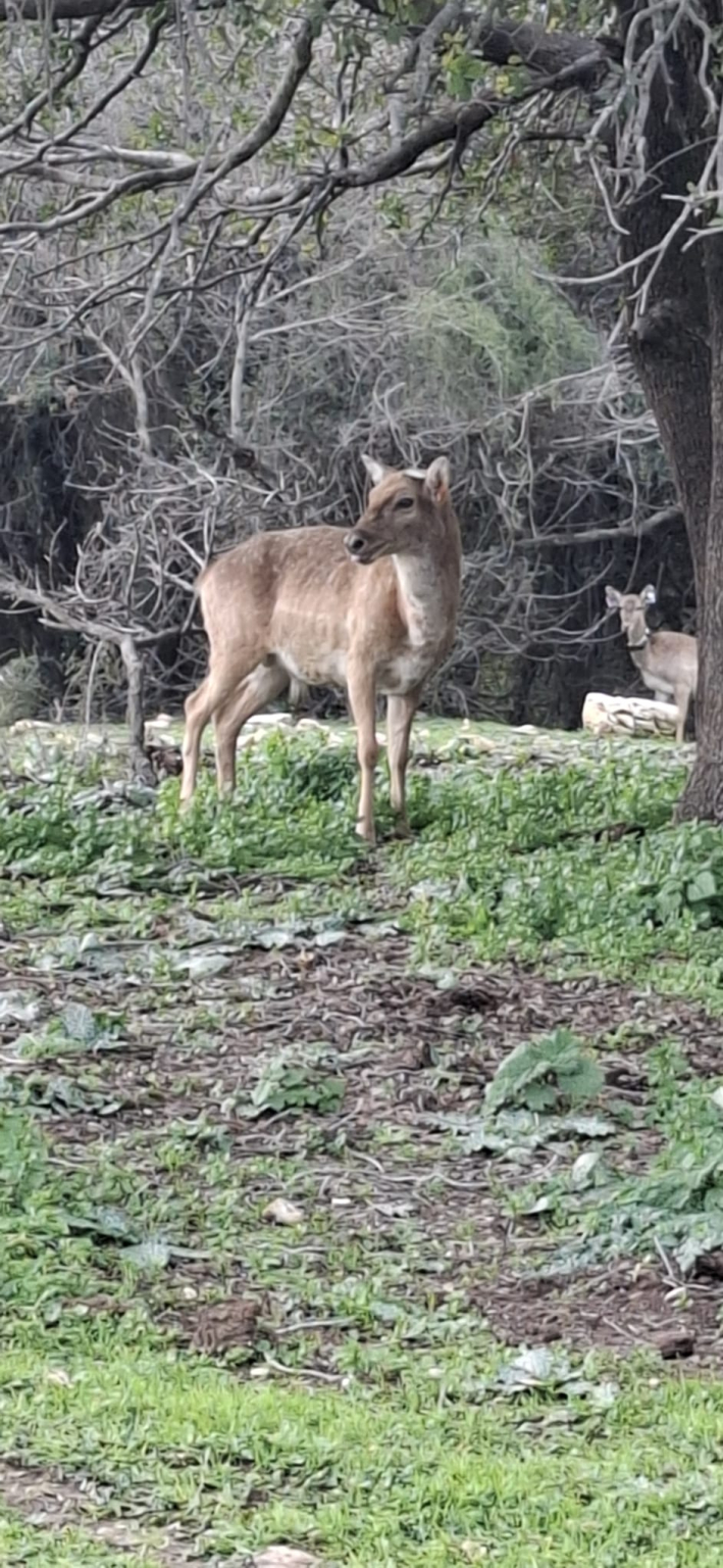 : יפתח סיני, רשות הטבע והגנים