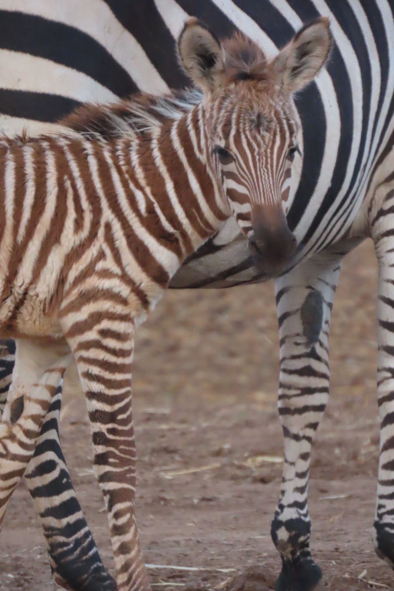 שירה ענבר דנין, דוברות הספארי
