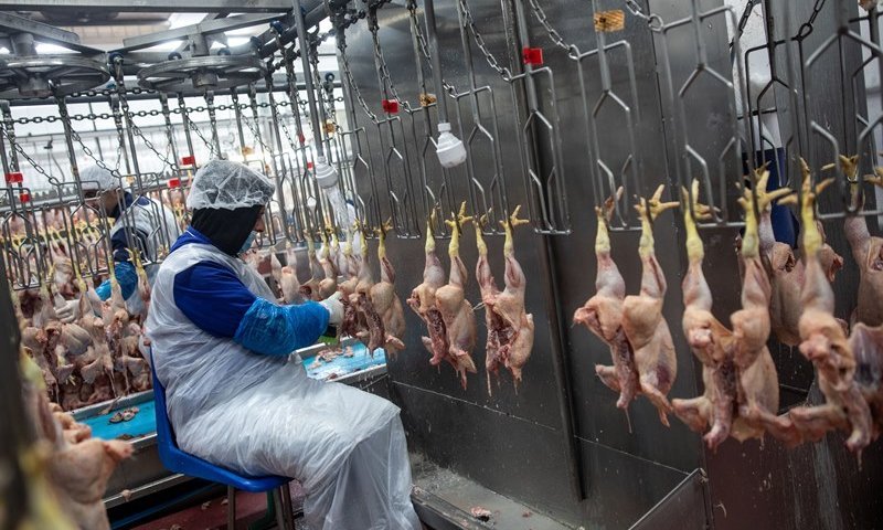 בג"ץ קבע: הסמכות בשחיטת העופות וכשרותם בידי הרבנות הראשית