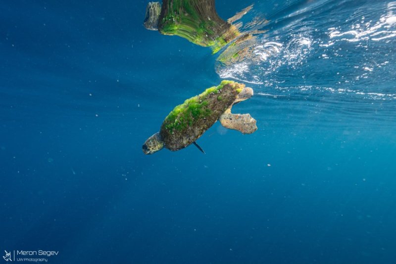 מירון שגב מתנדב רשות הטבע והגנים