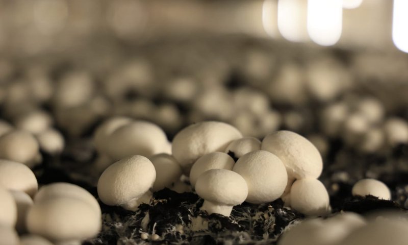 הבשורה המהפכנית של &lsquo;מרינה פטריות&rsquo; שמכניסה את הפטריות  הטריות גם למטבחים המחמירים ביותר