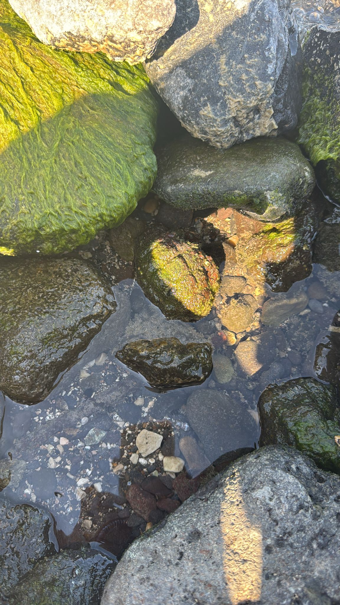 דוברות המשטרה 