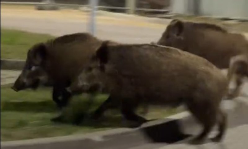 פתרון עתידני: כך מנסים בוורשה להרחיק חזירי בר מהעיר