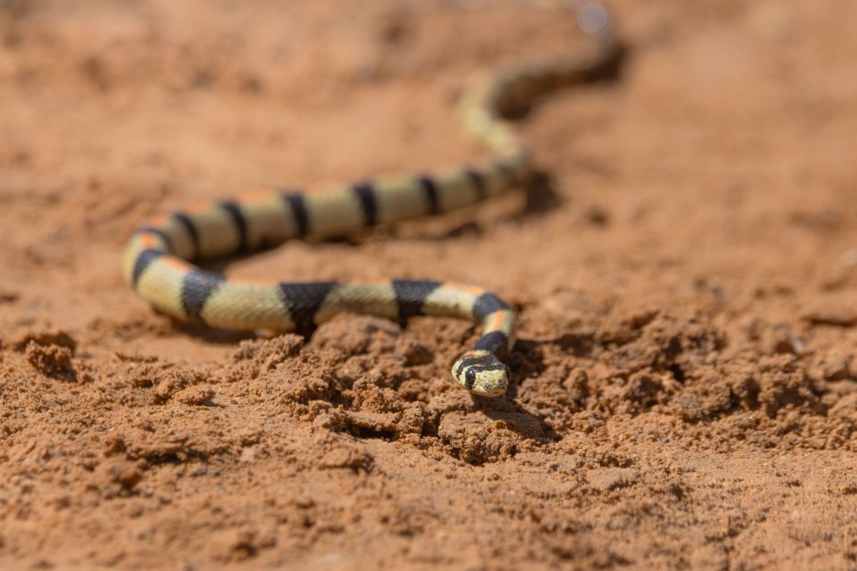 נוח קונופוני, החברה להגנת הטבע
