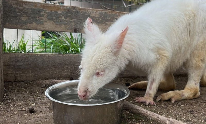 סוף טוב: הקנגרו הלבקן וחיות הבר הגנובות הוחזרו לשיקום בגן החיות