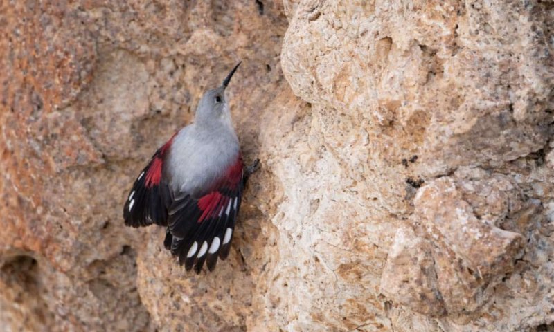 לראשונה מזה 3 שנים: הציפור הנדירה נצפתה בשמורת הטבע ארבל