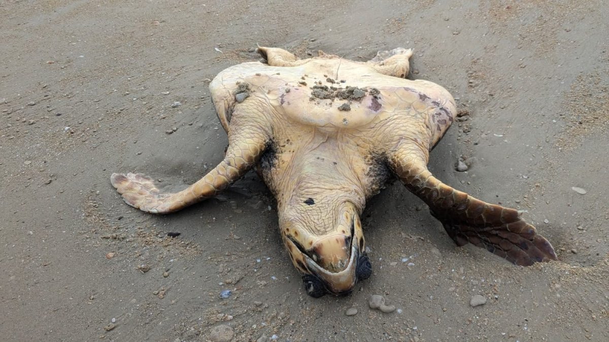  רויטל מזרחי מתנדבת רשות הטבע והגנים