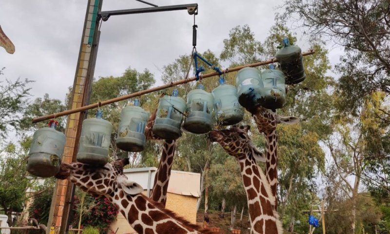 חנוכה בספארי: ג'ירפות נהנות מחנוכייה אכילה ממוחזרת