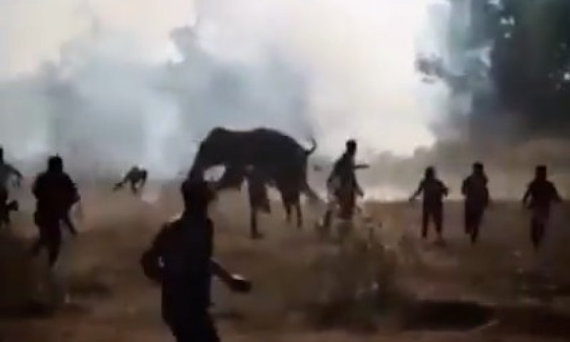 משפחה נמחצה בשנתה: פיל קטלני תקף כפרים בהודו והותיר עשרות הרוגים