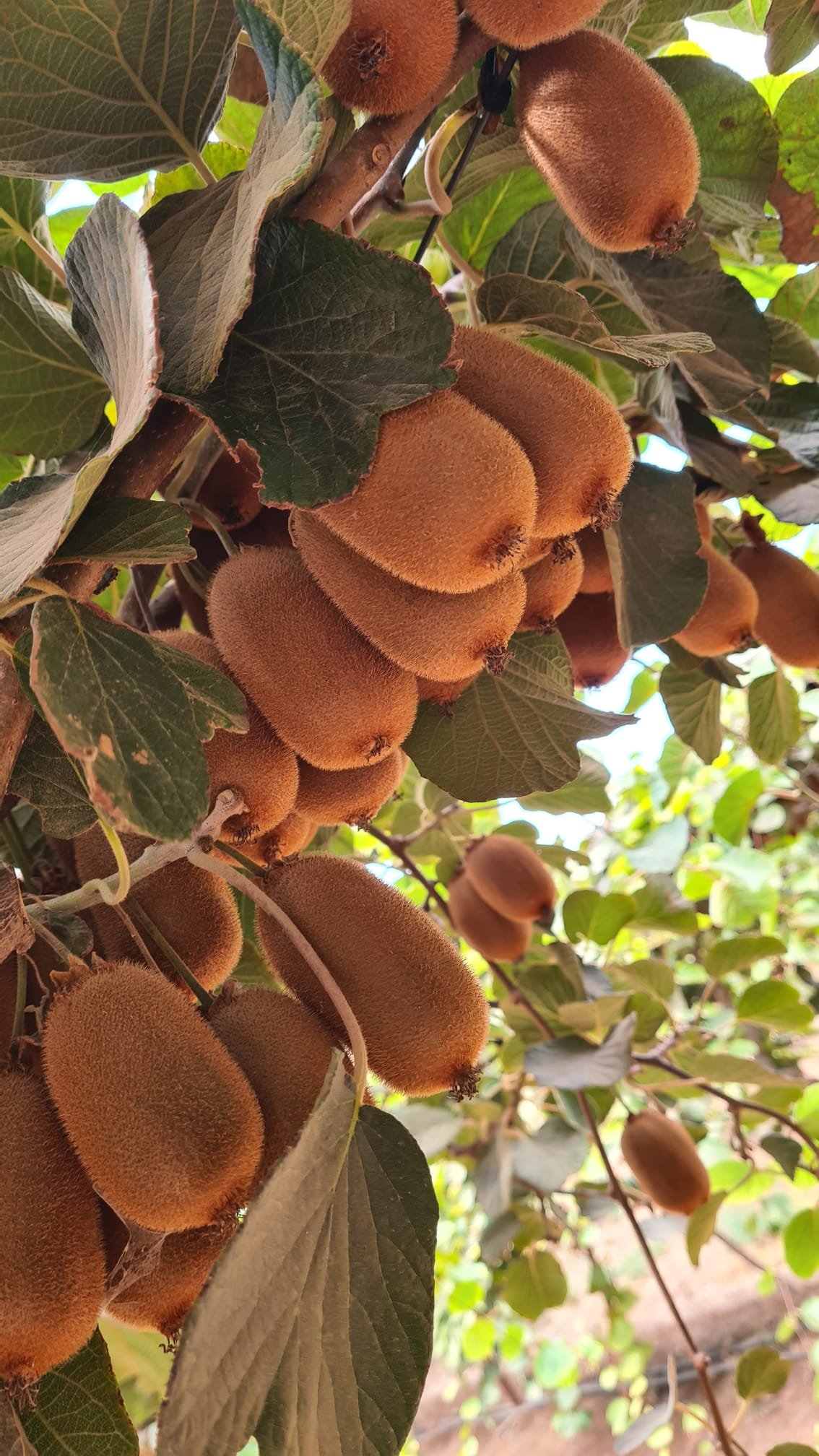 מועצת הצמחים