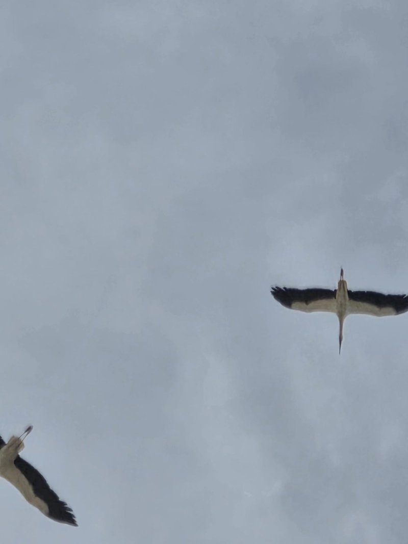איליה בסקין ועידן יצחקיאן, רשות הטבע והגנים