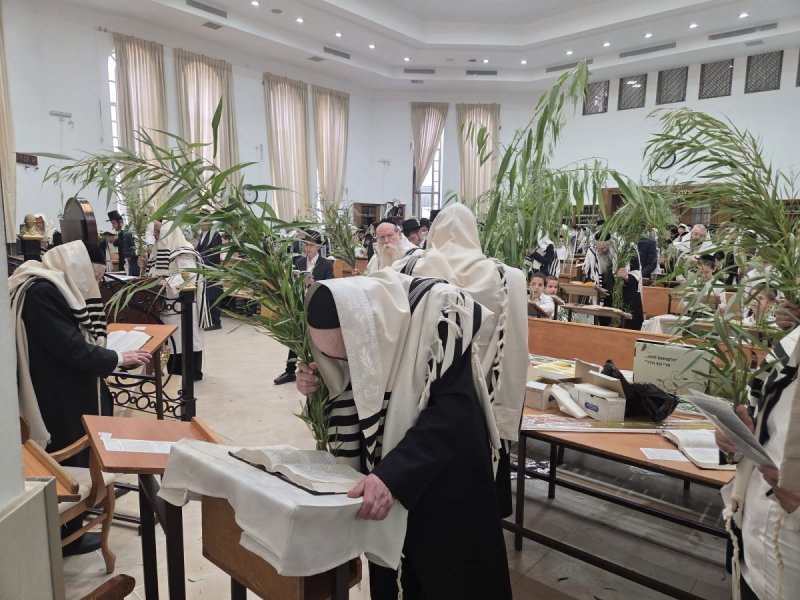 שוקי לרר