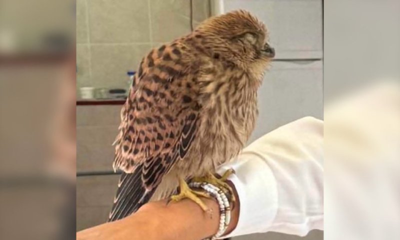 פקחי העירייה הוזעקו: בז פצוע אותר בחצר בית ספר בקריית גת