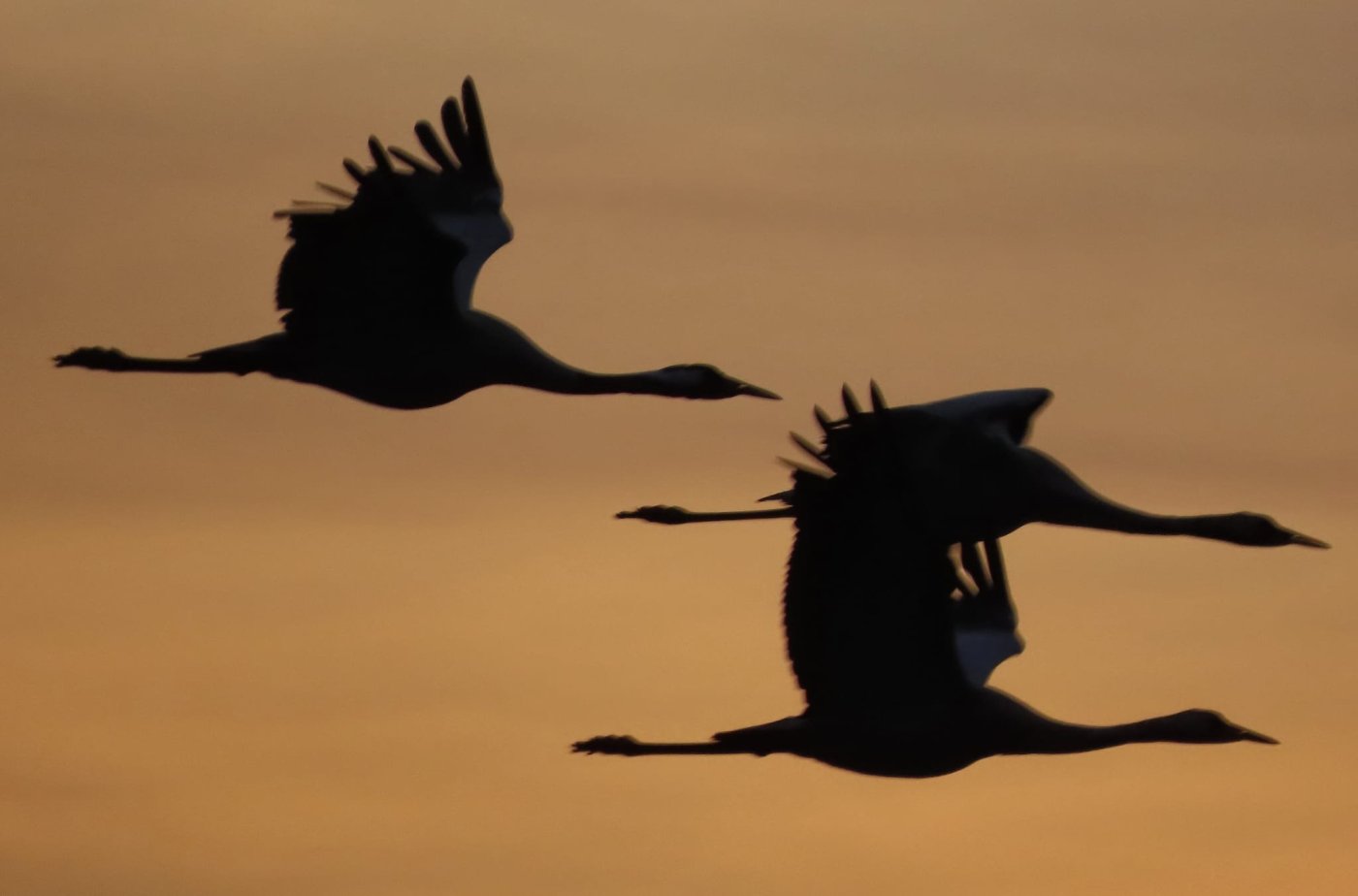 אגמון החולה–קק״ל 