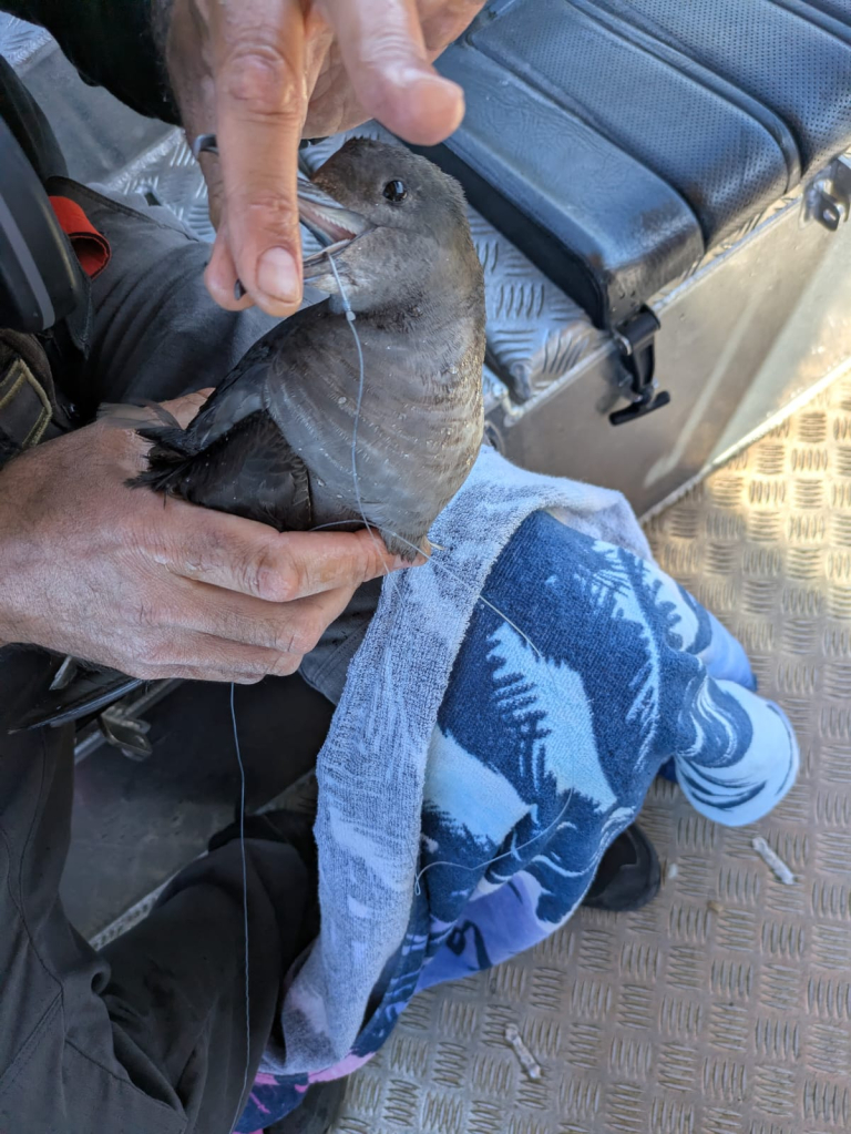  עמרי עומסי, רשות הטבע והגנים