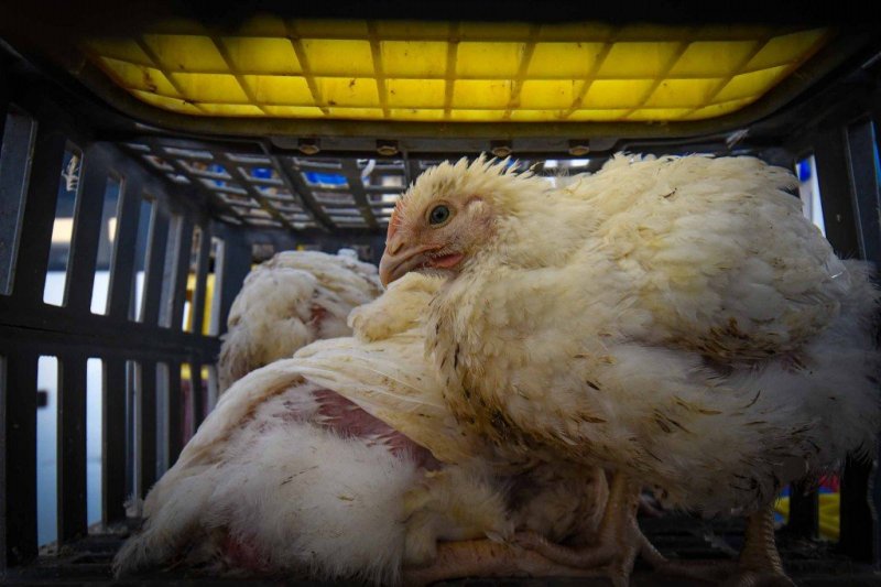 ארי קופרשטוק