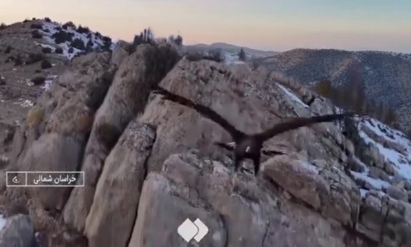 לא אהב את הקטע: הנשר תקף את הרחפן שתיעד אותו 