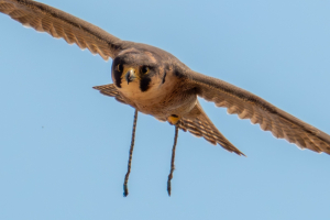 יובל דקס, החברה להגנת הטבע