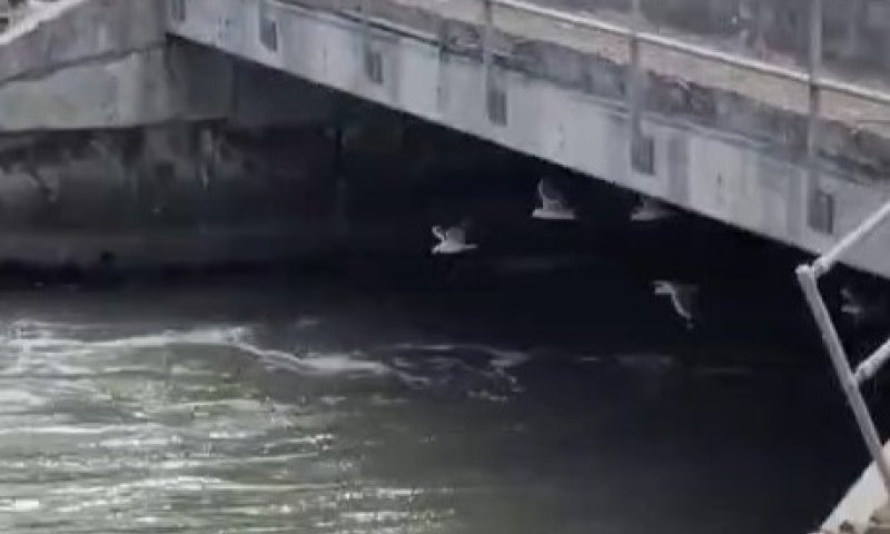 מחזה מסקרן: שחפים ריחפו בתיאום מושלם מתחת לגשר