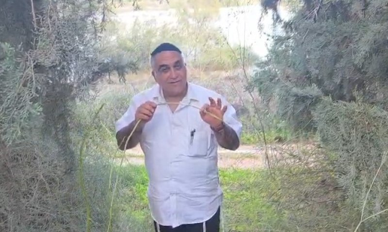 כרמלי מצא את הצמח עליו אמרו חז"ל - "יפה ללב וטוב לעיניים"