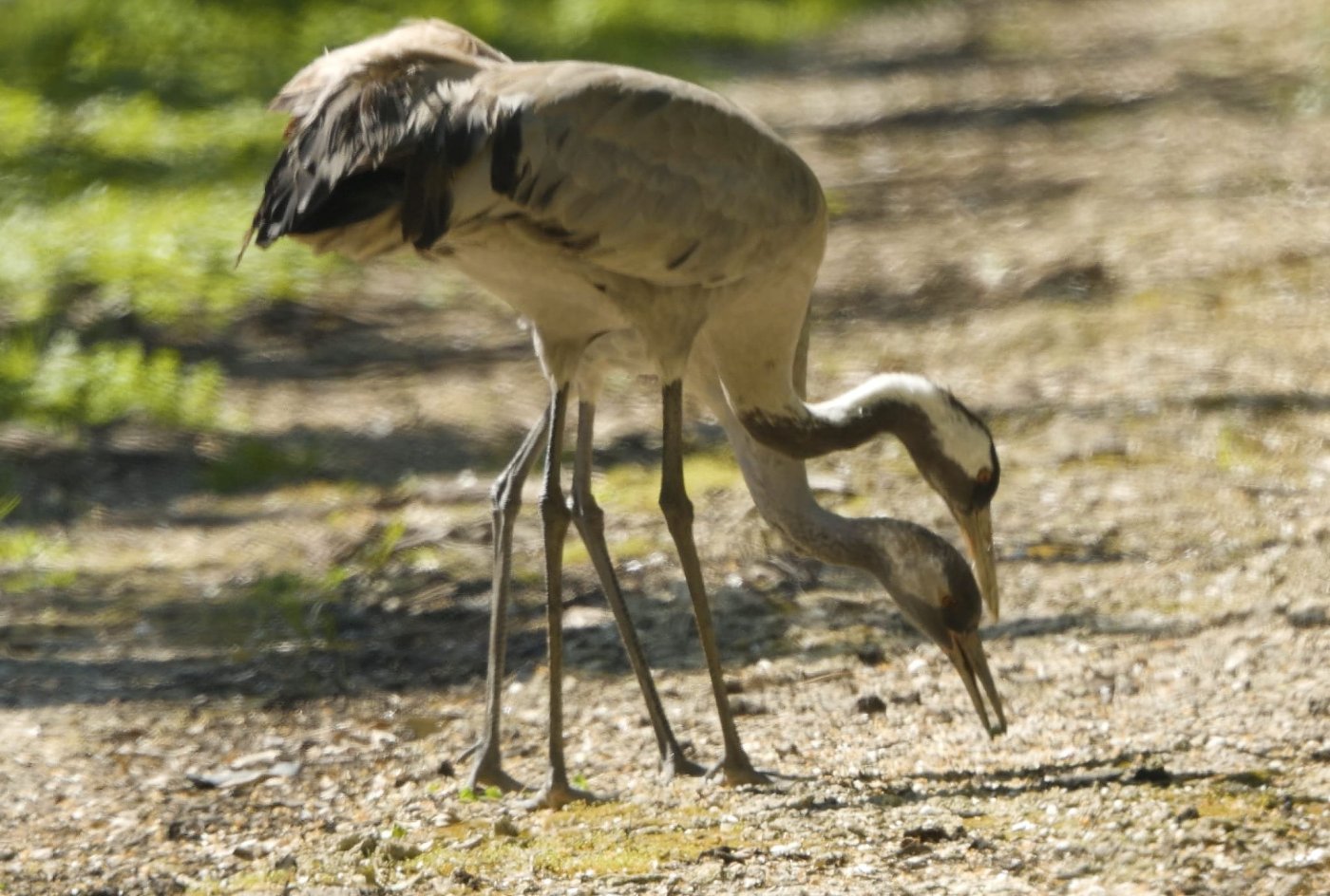 עמיר בלבן חברה להגנת הטבע