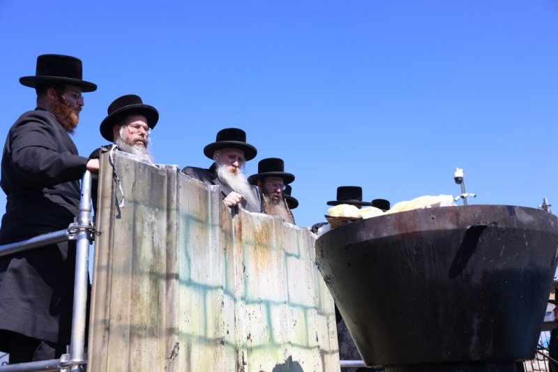 דוד כהן