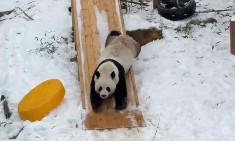 תיעוד מתוק מסין: דוב פנדה משתובב בשלג בגן החיות 