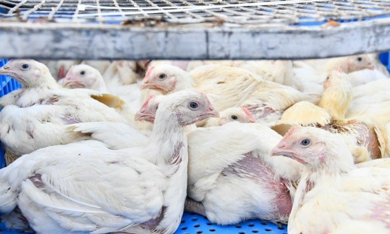 בכירים ברבנות הראשית מתריעים: "יבוא עופות מברזיל יוביל לפרצה אדירה בחומות הכשרות"