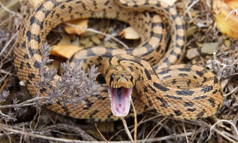גבר ננשך על ידי נחשים 200 פעמים בכוונה, לא תאמינו מה הסיבה