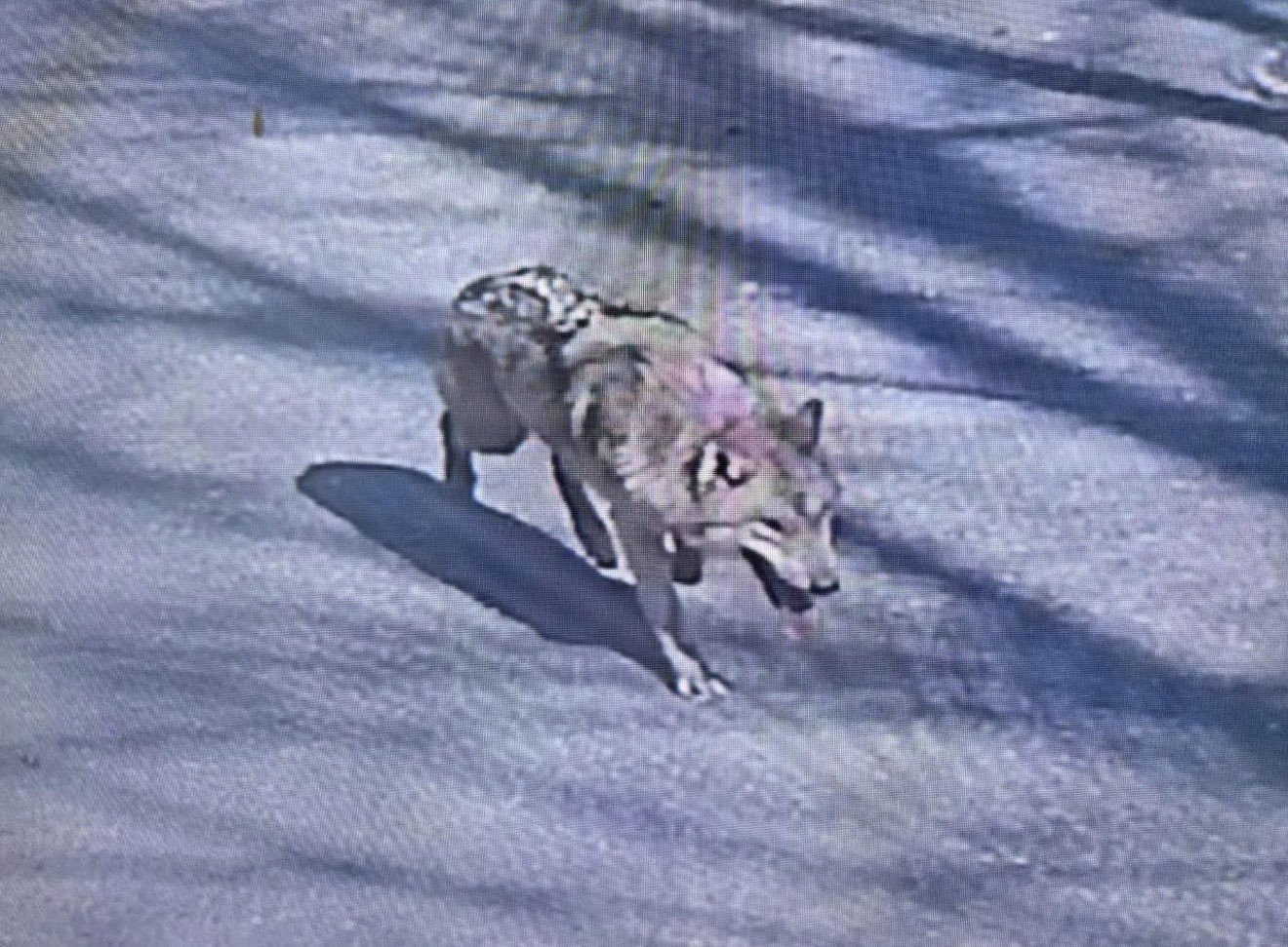 צילום מסך רשתות חברתיות 