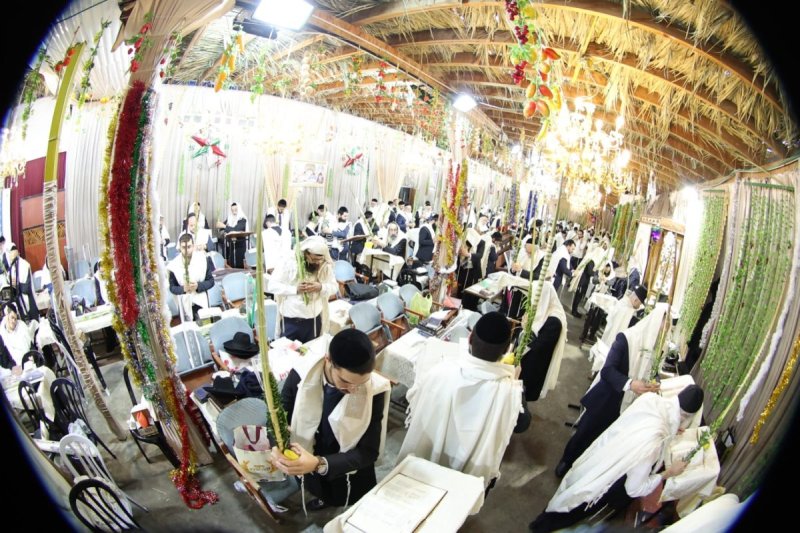 שלומי טריכטר ומ.פ