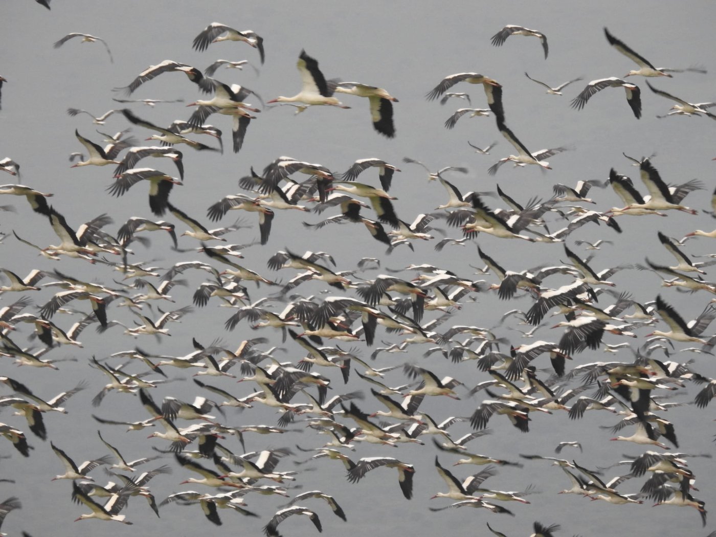 עינבר שלומית רובין, אגמון החולה-קק"ל